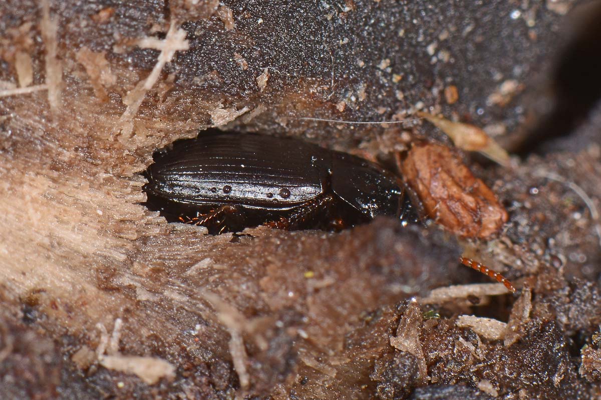 Carabidae: Harpalus sp.? H. modestus !!!